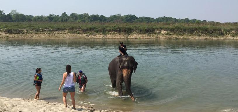 Elephant bath in Chitwan