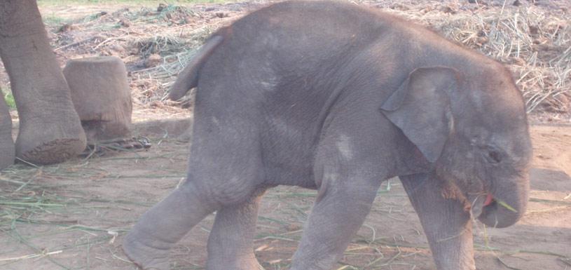 Elephant Calf In Elephant Breeding Center Rapti River Beach