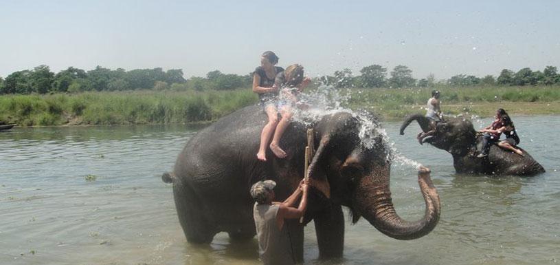 Elephant Bathing In Rapti River