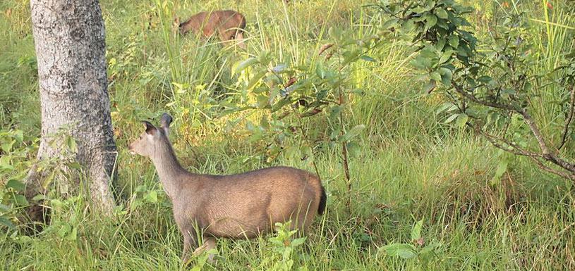 Deer in Chitwan National Park 