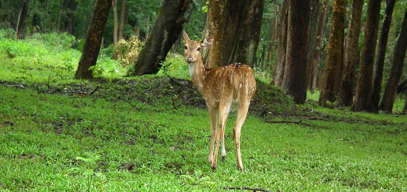 Hiking to Nagarjun Hill