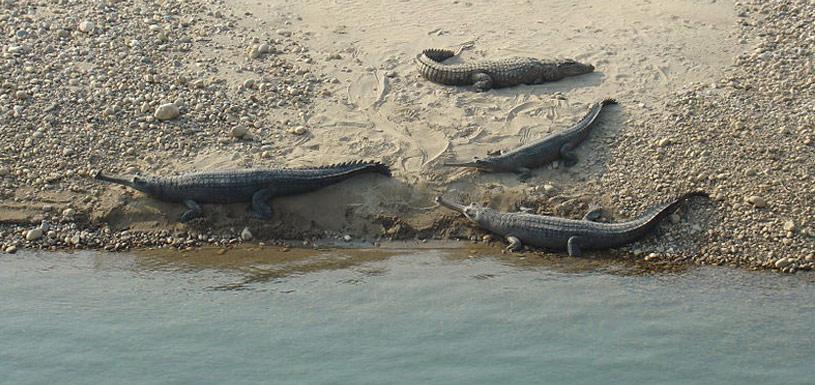 Gharial