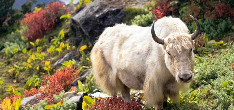 Himalayan Yak