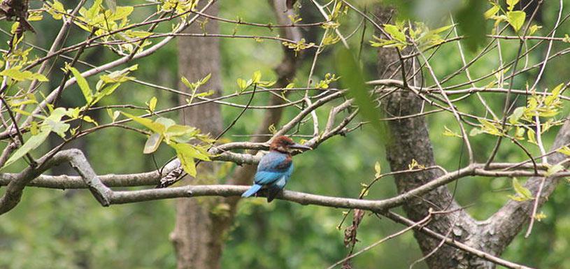 Kingfisher Bird