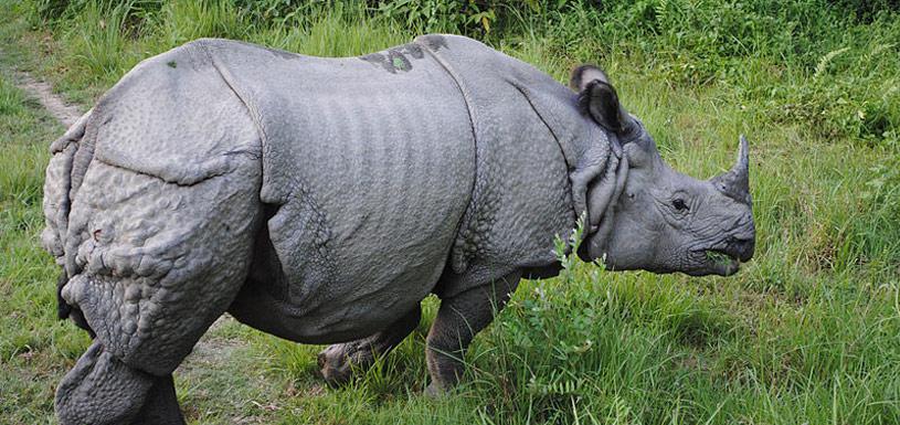 One Horned Rhino