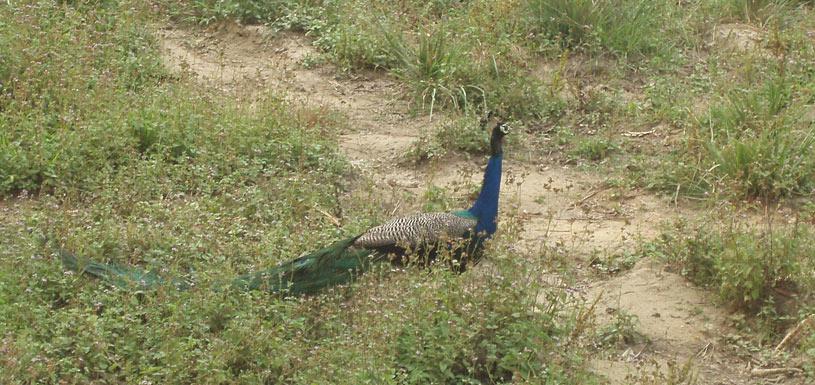 Peacock