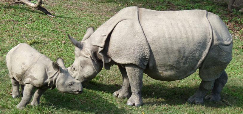 Rhino