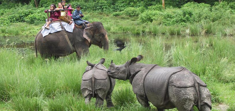 Sighting of rhinos during elephant ride at Chitwan