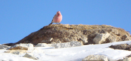 Birds in Everest Region