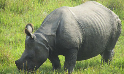 Rhino in Chitwan